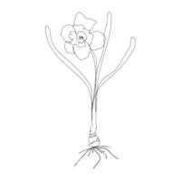 continuo un semplice singolo disegno astratto dell'icona del fiore daffodil in silhouette su uno sfondo bianco. stilizzato lineare. illustrazione vettoriale. vettore