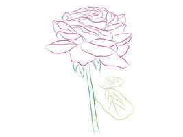 bellissimo bouquet rosa di fiori di rosa vettore
