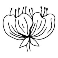 icona di doodle del fiore di sakura. linea posteriore isolata su bianco. disegno floreale di contorno di una linea. illustrazione vettoriale