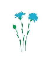 pianta di centaurea blu su sfondo bianco. illustrazione vettoriale. vettore