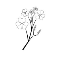 schizzo di piante a base di erbe oxalis. nome scientifico oxalis corniculata linn. illustrazione vettoriale. vettore