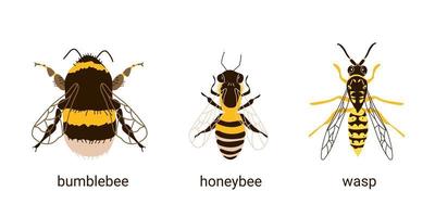 confronto di tre insetti ape, vespa e calabrone vettore