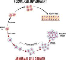 diagramma che mostra il normale sviluppo cellulare vettore