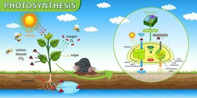 diagramma che mostra la fotosintesi nella pianta vettore