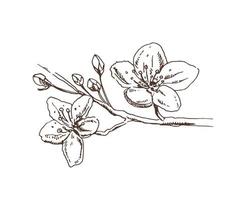 sakura fiori sbocciano, stile inchiostro linea disegnata a mano. carino doodle illustrazione vettoriale pianta di ciliegio, nero isolato su sfondo bianco. fioritura floreale realistica per etichetta, poster, stampa, motivo.