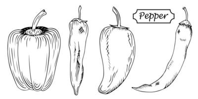 insieme disegnato a mano di diversi tipi di peperoni. bulgaro, peperone dolce, jalapeno, peperoncino isolato su sfondo bianco. peperoni vettoriali in stile schizzo. prodotto del mercato agricolo. icona di paprika