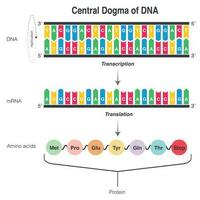 dogma centrale del dna vettore