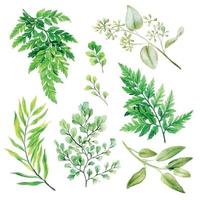 flora selvatica, felci e adiantum, collezione di verde brillante ad acquerello, illustrazione vettoriale disegnata a mano.