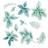 flora d'argento, foglie di spighe di agnello, collezione di verde brillante ad acquerello, illustrazione vettoriale disegnata a mano.