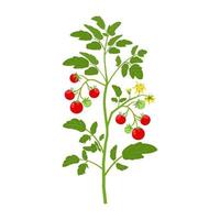 pomodorini a cespuglio con frutta e fiori. illustrazione vettoriale di ortaggi in crescita su sfondo bianco.