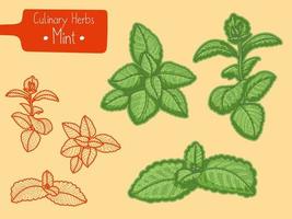 rami di medicina e menta di erbe culinarie, illustrazione di schizzo di disegnare a mano
