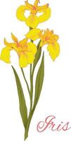 illustrazione colorata del fiore giallo dell'iride isolato su priorità bassa bianca. l'elemento per biglietti di auguri, inviti di nozze, stampe regalo. vettore