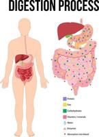 diagramma che mostra il processo di digestione vettore