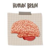 organo interno umano con cervello vettore