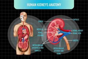 organo interno umano con reni e vescica vettore