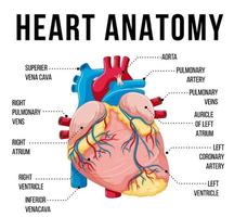 organo interno umano con cuore vettore