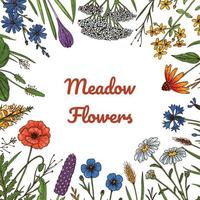 cornice botanica di fiori selvatici. illustrazione vettoriale colorata disegnata a mano. design estivo