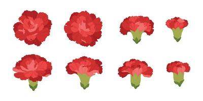 insieme dell'illustrazione dei fiori che sbocciano del garofano rosso. vettore