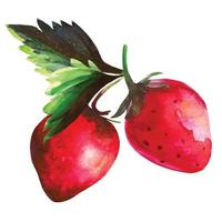 fragola di frutta con foglie verdi akarelna illustrazione vettore