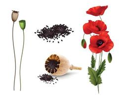 set realistico di fiori e semi di papaveri vettore