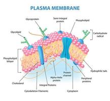 anatomia della membrana cellulare vettore