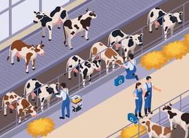 composizione veterinaria del bestiame di vacca