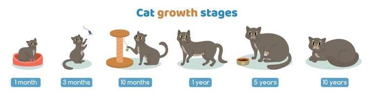 fasi di crescita del gatto impostate vettore