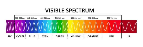 spettro della luce visibile, nell'infrarosso e nell'ultravioletto. lunghezza d'onda della luce ottica. spettro cromatico visibile elettromagnetico per l'occhio umano. diagramma gradiente. illustrazione vettoriale educativo su sfondo bianco