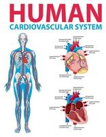 organo interno umano con cuore vettore