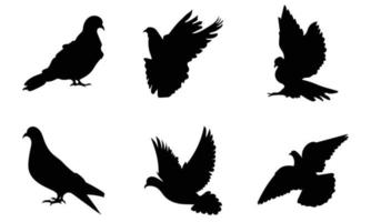 sagoma di piccione isolata su sfondo bianco illustrazione vettoriale. vettore