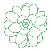 pianta succulenta verde linea disegnata a mano isolata su sfondo bianco. illustrazione vettoriale di schizzo di doodle.