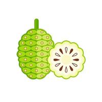 illustrazione vettoriale di frutta noni, nome scientifico morinda citrifolia, stile piatto, isolato su sfondo bianco.