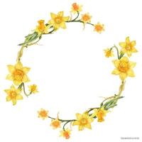 fiori di narciso in corona floreale ad acquerello su sfondo bianco, arte tracciata vettore