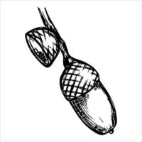 illustrazione disegnata a mano della ghianda di vettore. schizzo di botanica autunnale. vettore