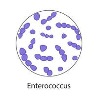 enterococcus fecalis. flora patogena. il batterio provoca malattie intestinali. infografica. illustrazione vettoriale