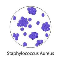 batteri staphylococcus aureus isolati su sfondo bianco. illustrazione vettoriale di microrganismi.
