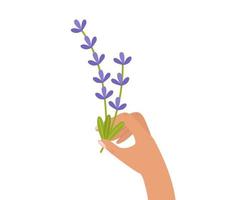 in mano tiene un mazzo di rametti di lavanda. bellissimi fiori lilla. illustrazione vettoriale isolata per design o cartolina