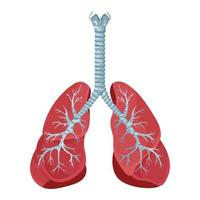 diagramma di polmoni umani e trachea, sistema respiratorio, icona di polmoni sani. illustrazione vettoriale isolato su uno sfondo bianco.