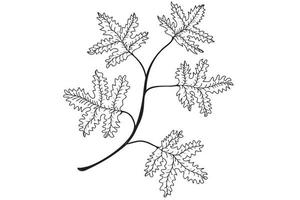 foglie sul profilo del ramo, illustrazione vettoriale line art. foglie di quercia con linea sottile nera, disegno scarabocchio isolato su sfondo bianco.