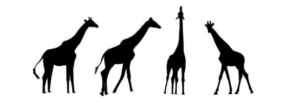 set di illustrazione di sagome nere di giraffa vettore