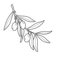 ramo d'ulivo con foglie e grandi vene, bacche, illustrazione botanica monocromatica su sfondo bianco per il confezionamento di olive e olio d'oliva, vettore