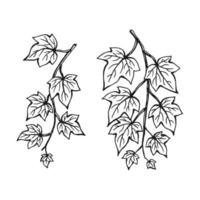 set di foglie di edera. illustrazione disegnata a mano convertita in vettore. vettore