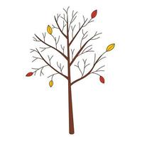 un albero spoglio con foglie cadute. elemento di design botanico e vegetale con contorno. scarabocchio, disegnato a mano. design piatto. illustrazione vettoriale a colori. Isolato su uno sfondo bianco.