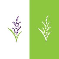 vettore di logo di fiori di lavanda fresca