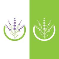 vettore di logo di fiori di lavanda fresca