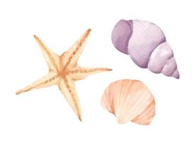 collezione di conchiglie. illustrazione ad acquerello. vettore