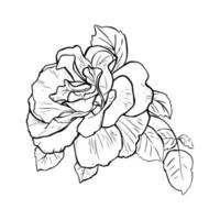line art invito con rosa disegnata a mano su sfondo bianco. semplice illustrazione vettoriale. stampa botanica. vettore