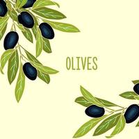 sfondo banner olive con bacche di oliva mature e posto per il testo. layout o banner design per olio d'oliva e cosmetici naturali, prodotti per la cura della salute. vettore