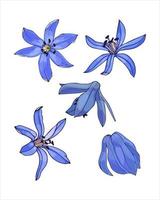 fiore primaverile set bud scilla blu, galanthus, schizzo di disegno a mano a colori, stile scarabocchi, isolato su sfondo bianco. vettore