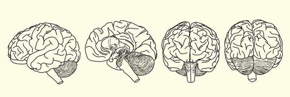 contorno del cervello realistico impostato nell'illustrazione vettoriale con vista laterale anteriore e posteriore